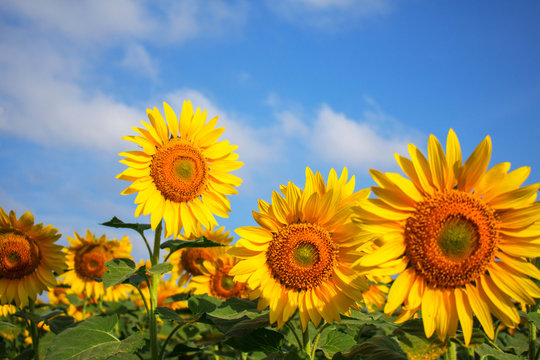 Beautiful sunflowers with sky.
