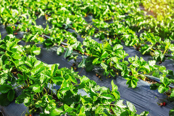 Strawberry with morning sun.