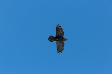 northern raven (Corvus corax) in flight