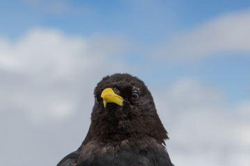 Portrait alpine chough (Pyrrhocorax graculus)
