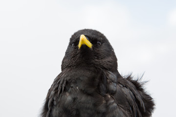 Portrait alpine chough (Pyrrhocorax graculus)