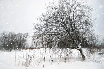 winter snow rustic lonely tree