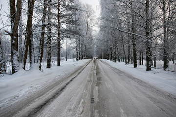 Obraz premium tree along the road in the winter