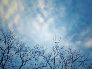 Dry tree in the winter sky.