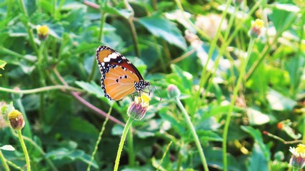 butterfly Top Flower 