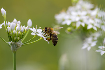 Honey bee and white flowers in the garden