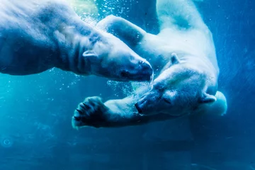 Schilderijen op glas IJsberen onderwater © Jim