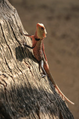 Small pink lizard enjoying sunlight on the wood