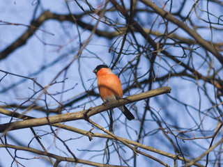 Red-colored Male of Eurasian Bullfinch, Pyrrhula pyrrhula, close-up portrait on branch with bokeh background, selective focus, shallow DOF