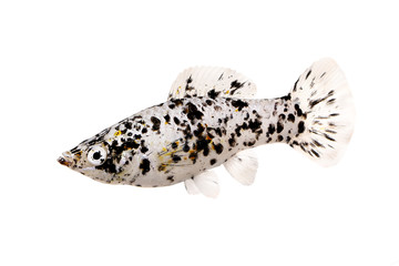 Fototapeta premium Spotted Black Molly Poecilia sphenops vetiprovidentiae aquarium fish