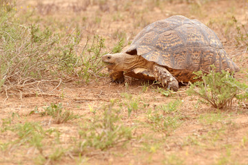 Schildkröte im afrikanischen Busch 