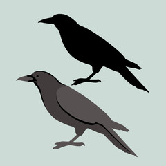 Crow vector illustration style Flat silhouette