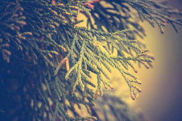 Spruce Tree Branches Filtered