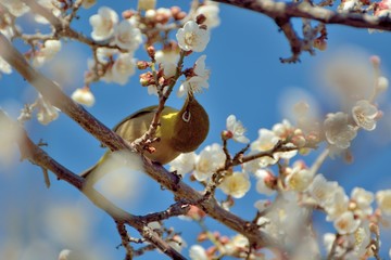 Japanese White-eye bird in white plum blossoms