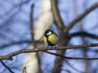 Great tit, Parus Major, close-up portrait on branch with bokeh background, selective focus, shallow DOF