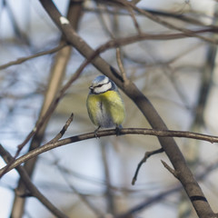Eurasian blue tit, Cyanistes caeruleus, sitting in branches, closeup portrait, selective focus, shallow DOF