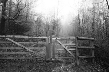 Gate in woodland on a foggy misty morning