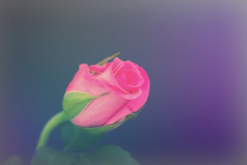 Fototapeta na wymiar Delicate beautiful rose on a plain background