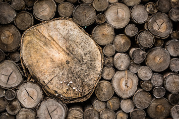 Stack log texture, Natural wood cut background
