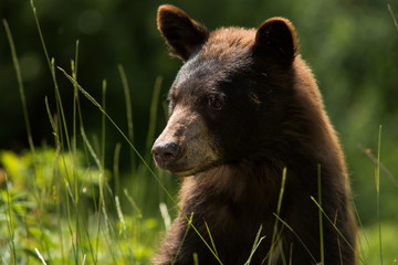 Schwarzbär Portrait wildlife Kanada