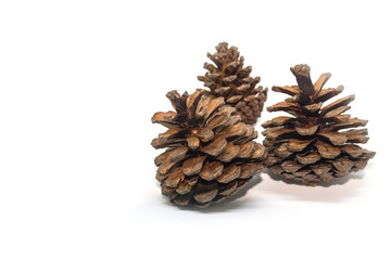 three pine cones isolated on white background