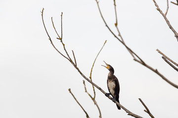 one great cormorant (Phalacrocorax carbo) standing and crying
