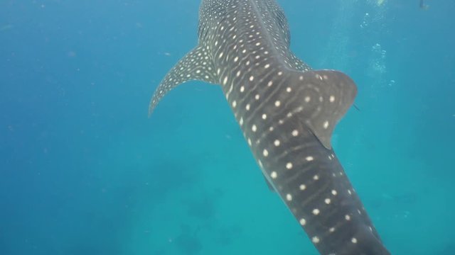 Whale Shark swimming in the clear blue water. Rhincodon typus. Whale shark underwater. 4K video, Philippines, Oslob.. Wonderful and beautiful underwater world.