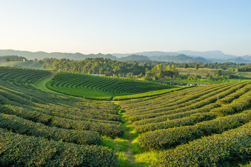 Fototapeta na wymiar Beautiful Green Tea farm landscape before sunset, Chiang Rai, Th
