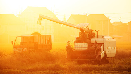 combine harvester working in ripe rice field near village