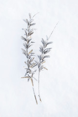 Winter. Macro. Frozen herb on snow background. Plants in frost.