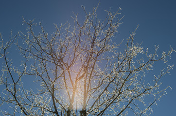 Sunlit tree branches in winter