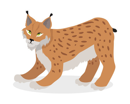 Lynx, Bobcat, Wildcat Isolated on White Cat family