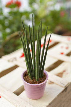 Sasevieria cylindrica