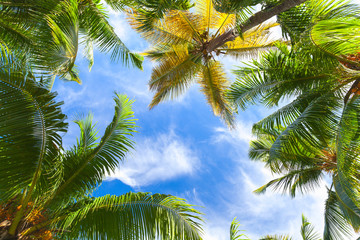 Obrazy na Szkle  Palmy kokosowe nad jasnym niebem