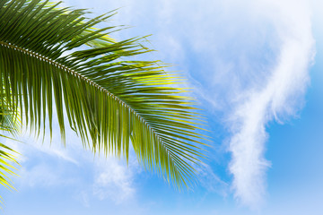 Palm tree leaf over blue cloudy sky
