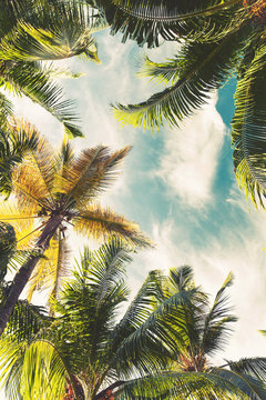 Coconut palm trees over sky, toned