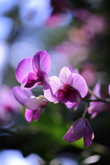 Fototapeta na wymiar purple orchids flowers and green leafs in tropical garden and in nature.
