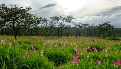 Beautiful Siam Tulip in nature at Thailand