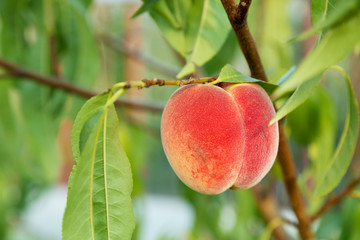 crop of peaches
