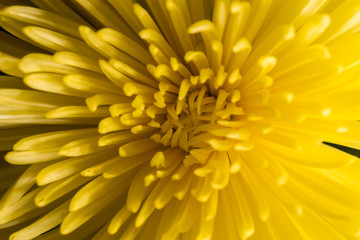 Yellow petals background. Macro shot with shallow depth of field.
