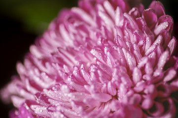 Water drop on pink petals. Macro shot with shallow depth of field.