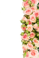 Pink blooming fresh roses with buds border isolated on white background