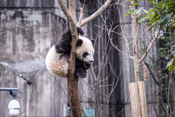Obraz premium panda, photographed in Sichuan, China