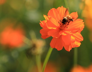 bee on the yellow orchid flower in tropical garden and in nature.