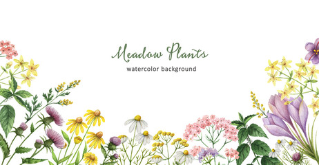 Watercolor banner with medical plants.