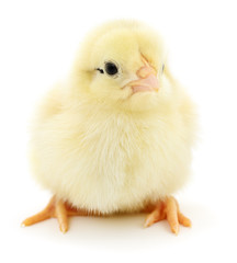 Small yellow chicken.