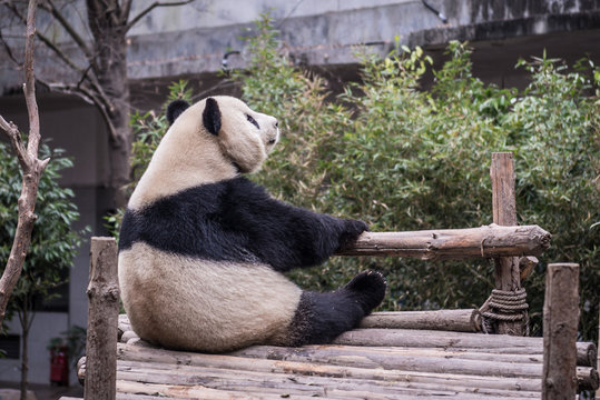 panda, photographed in Sichuan, China