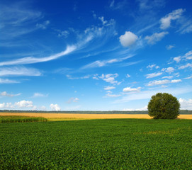 green grass and tree