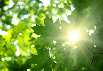 Green leaves and sun