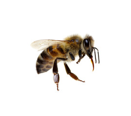 Bee on the white